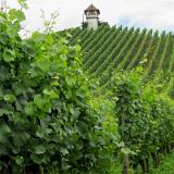 1107G 143 Bodensee Radweg